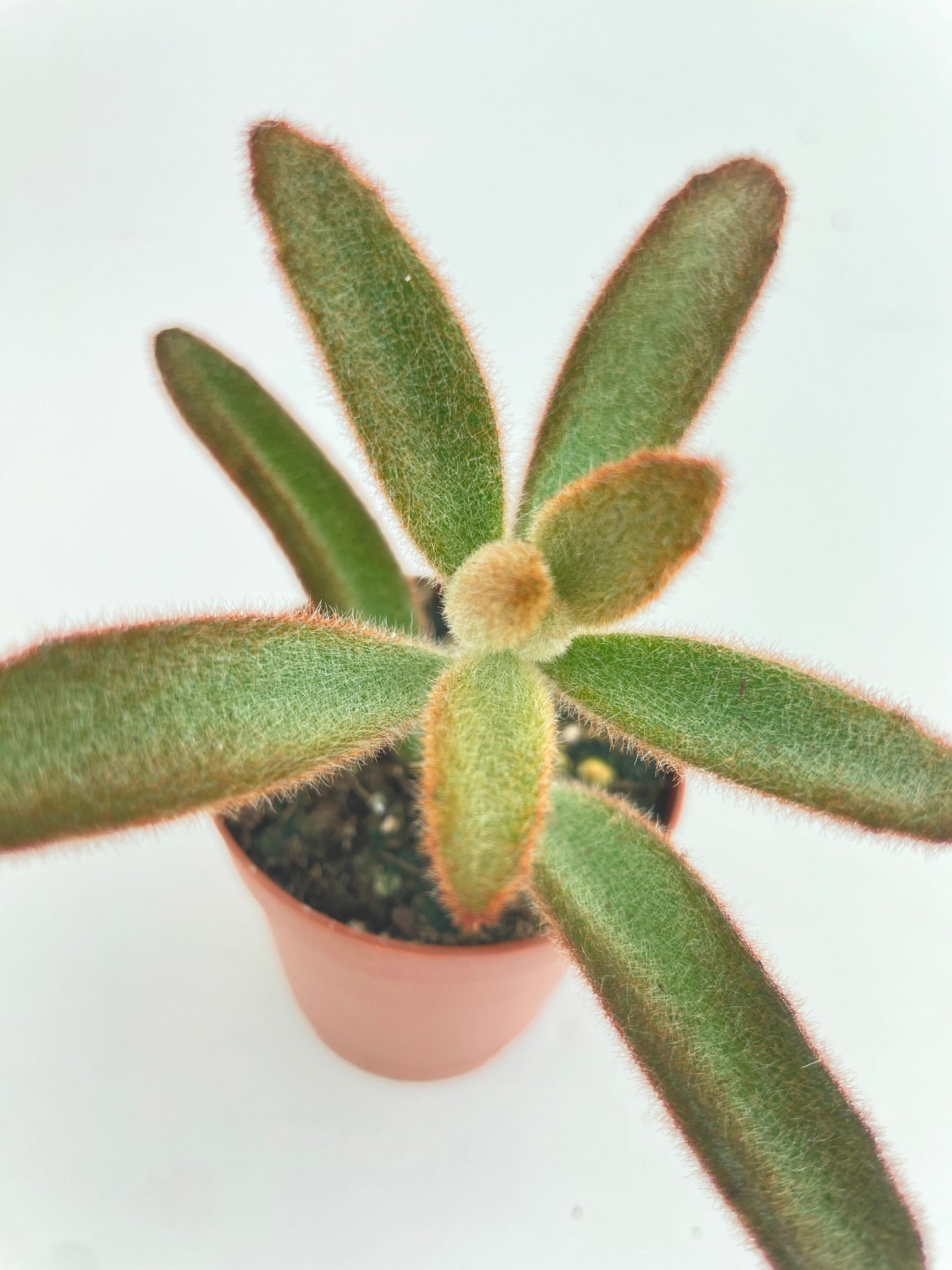 Kalanchoe tomentosa 'Chocolate Soldier' by Bumble Plants