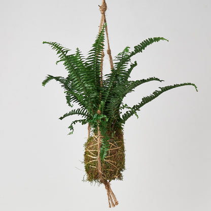 Kokedama Moss Ball Hanging Plant