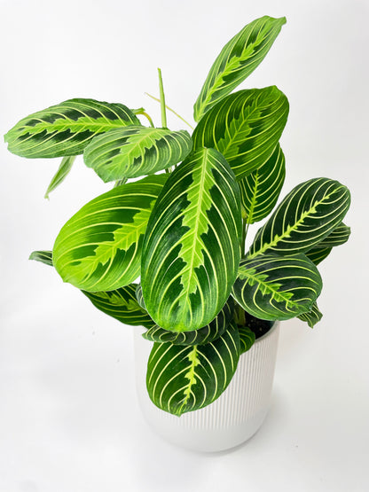 Lemon Lime Maranta Prayer Plant by Bumble Plants