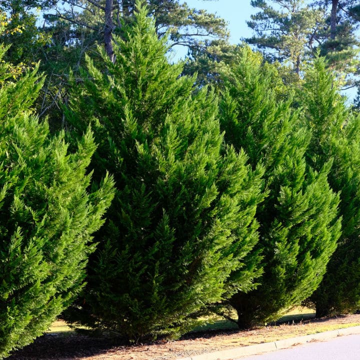 Leyland Cypress | Shop Shrubs by Growing Home Farms