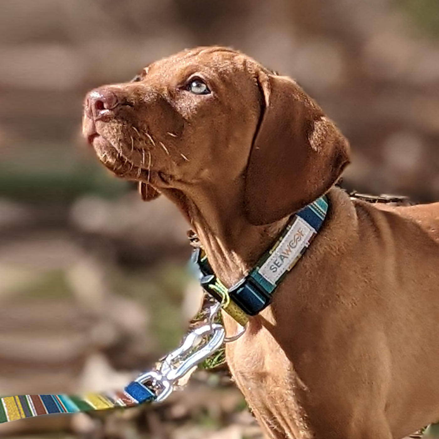 Seawoof Dog Leash Green Stripes Pattern