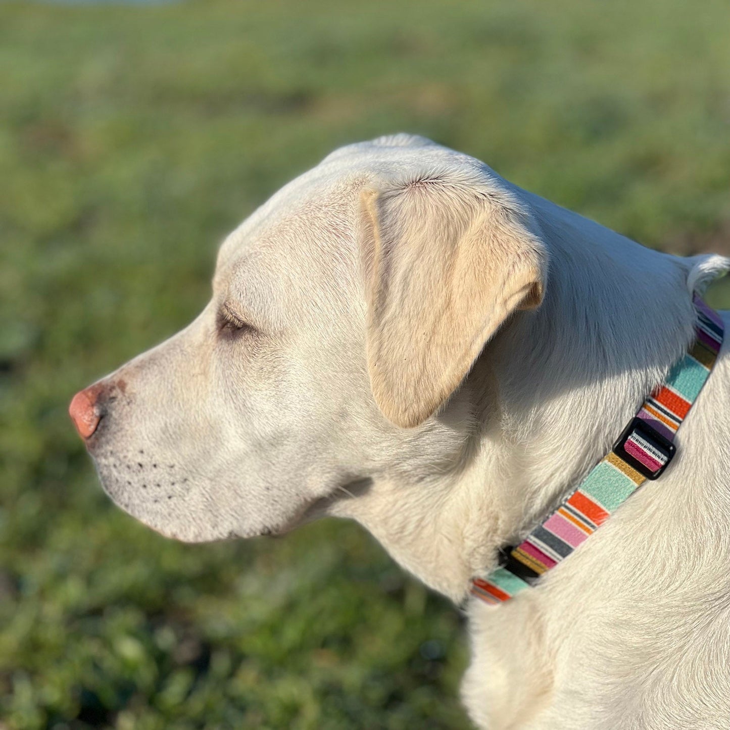 Seawoof Dog Collar Multicolor Stripe Print