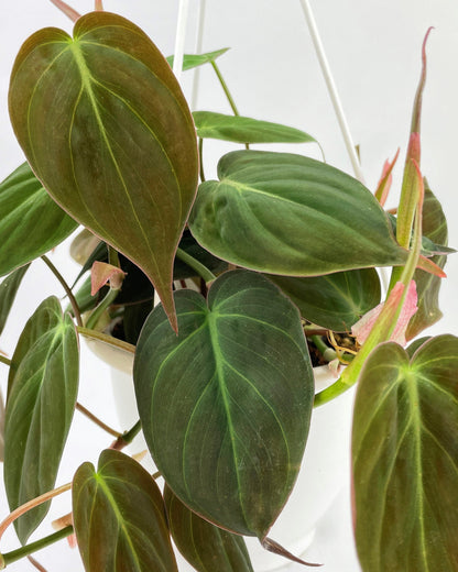 Philodendron Micans Velvet Leaves by Bumble Plants