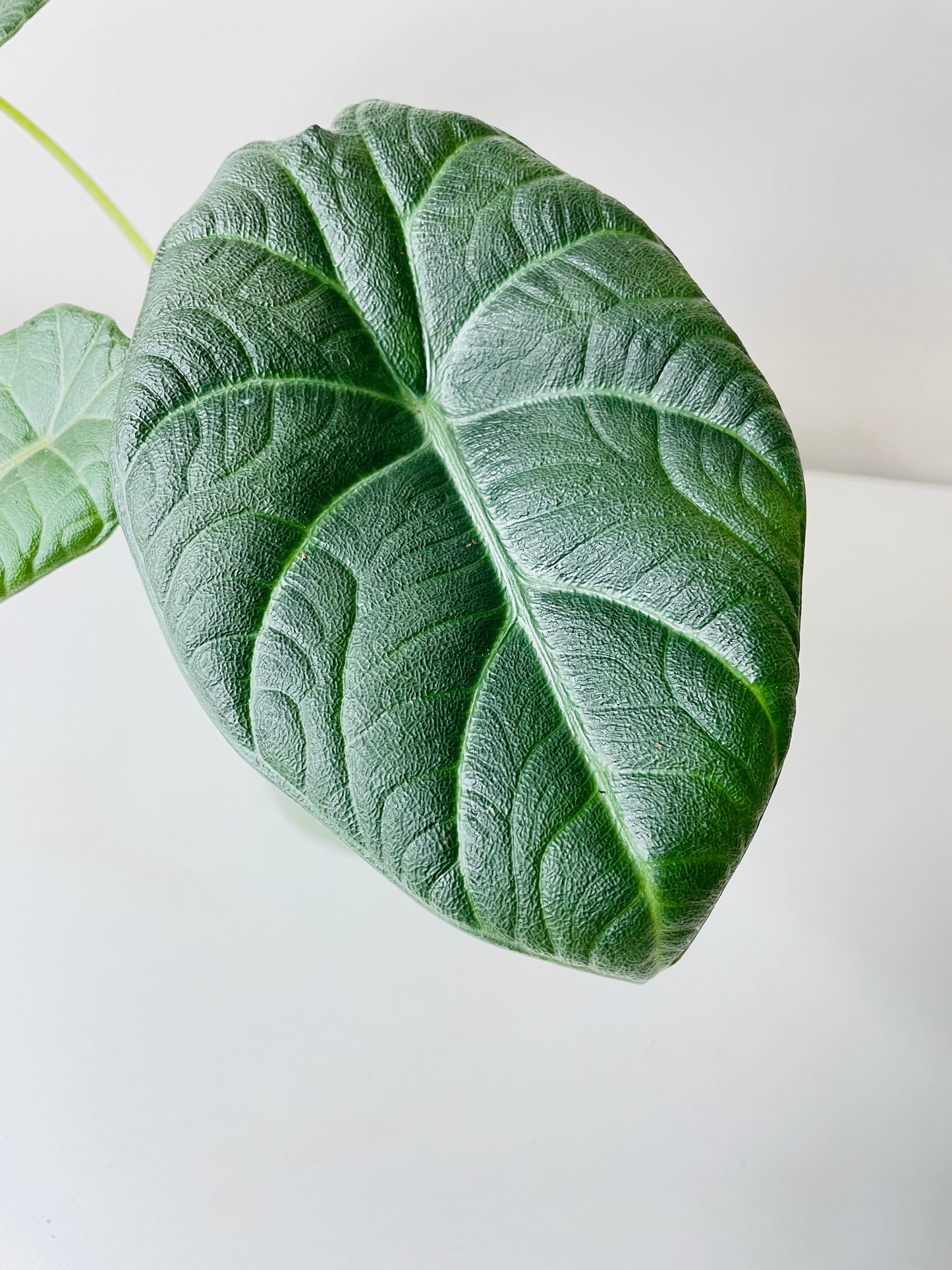 Alocasia Maharani Queen by Bumble Plants