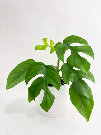 Rhaphidophora Tetrasperma Mini Monstera 'Ginny' by Bumble Plants