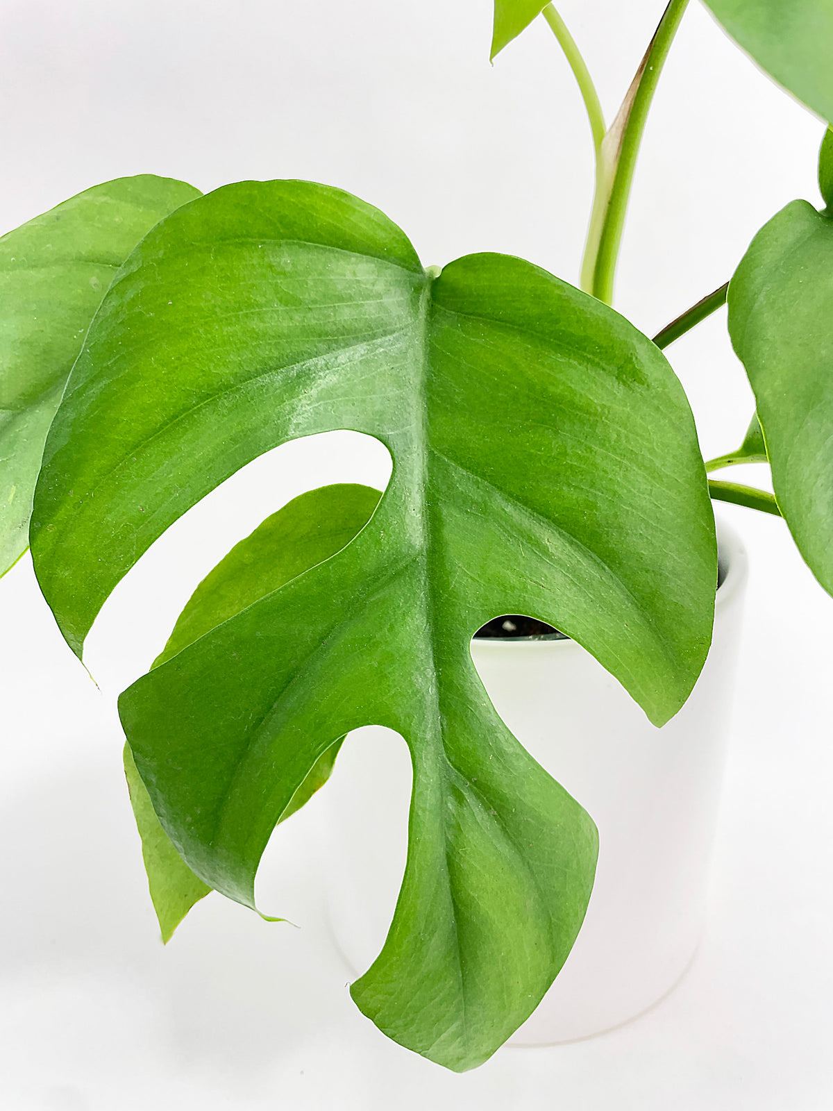 Rhaphidophora Tetrasperma Mini Monstera 'Ginny' by Bumble Plants