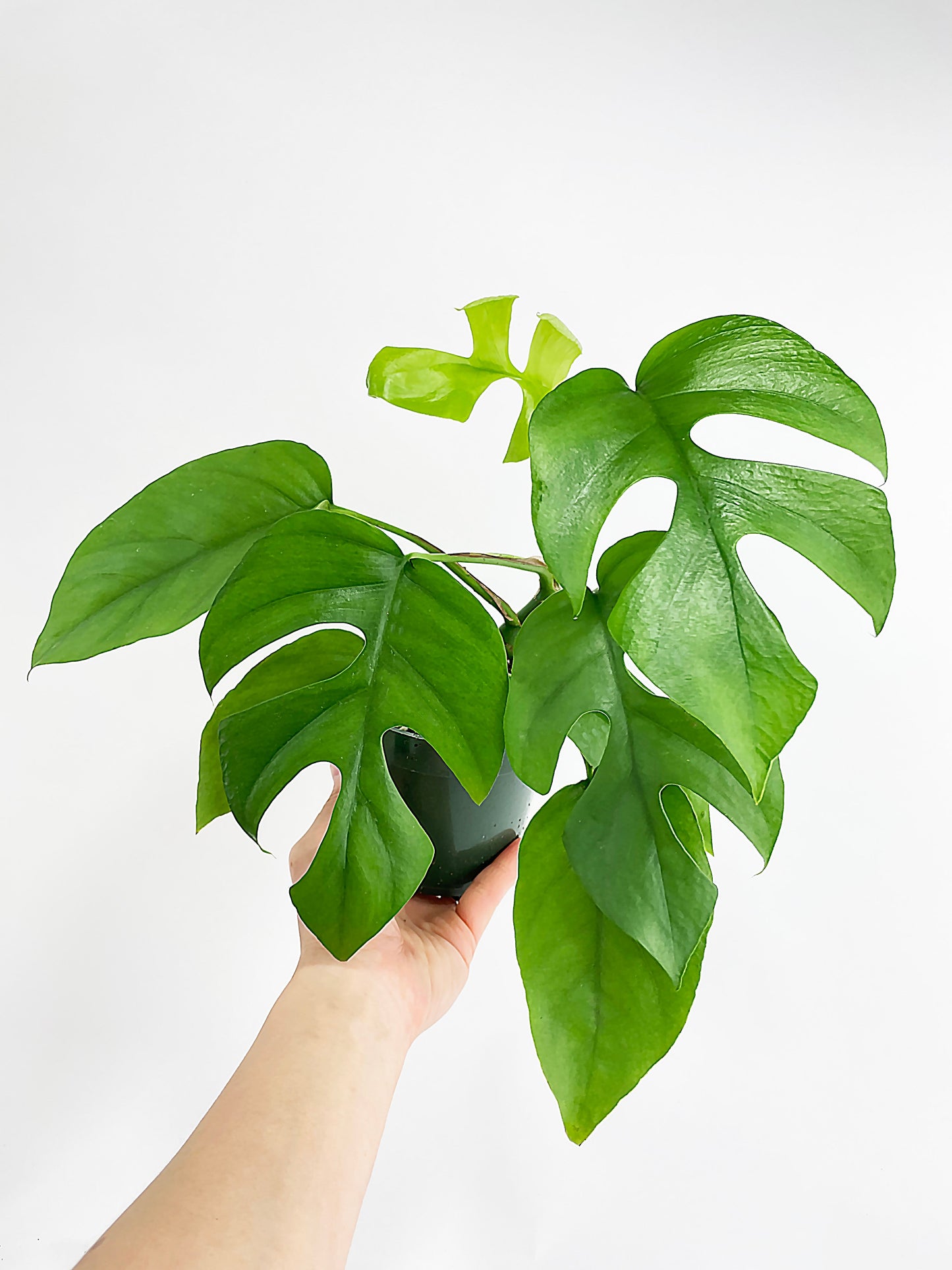 Rhaphidophora Tetrasperma Mini Monstera 'Ginny' by Bumble Plants