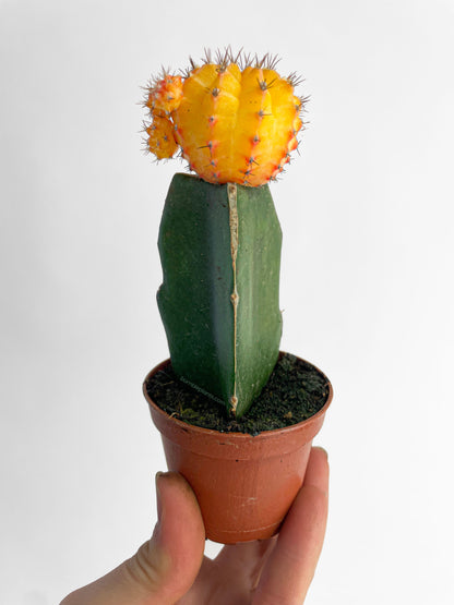 Moon Cactus Grafted 'Gymnocalicium Mihanovichii' by Bumble Plants