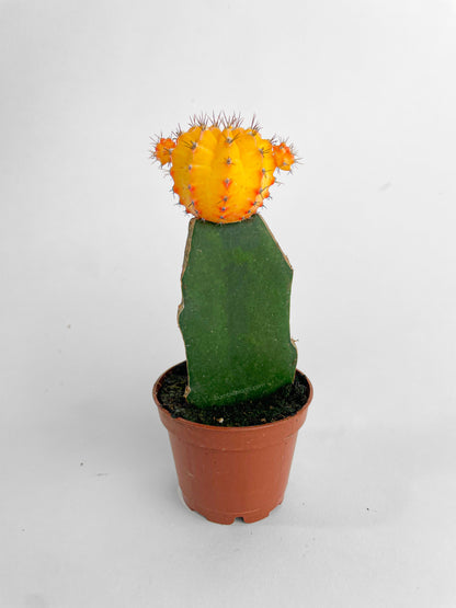 Moon Cactus Grafted 'Gymnocalicium Mihanovichii' by Bumble Plants