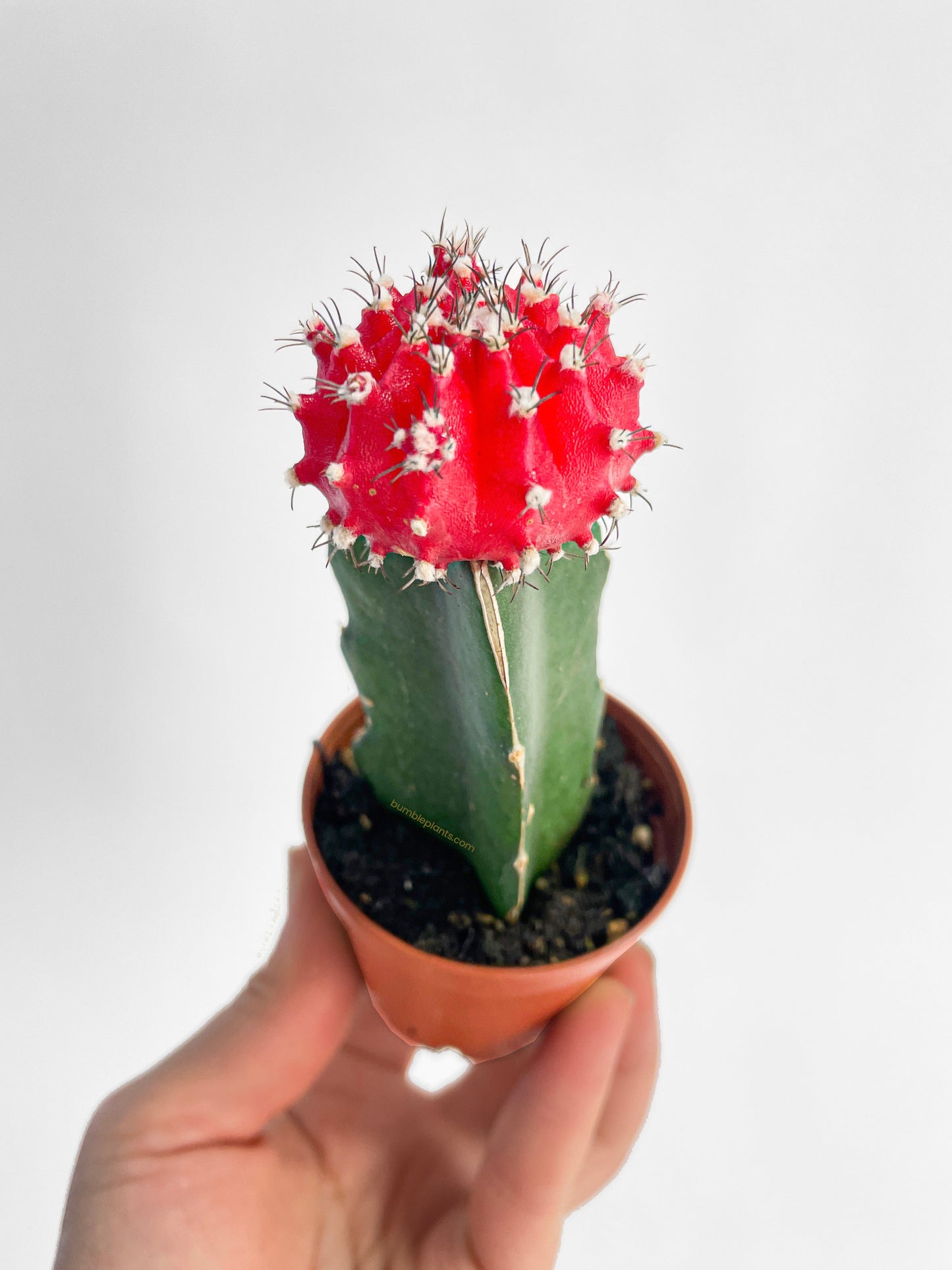 Moon Cactus Grafted 'Gymnocalicium Mihanovichii' by Bumble Plants