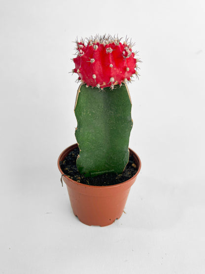 Moon Cactus Grafted 'Gymnocalicium Mihanovichii' by Bumble Plants