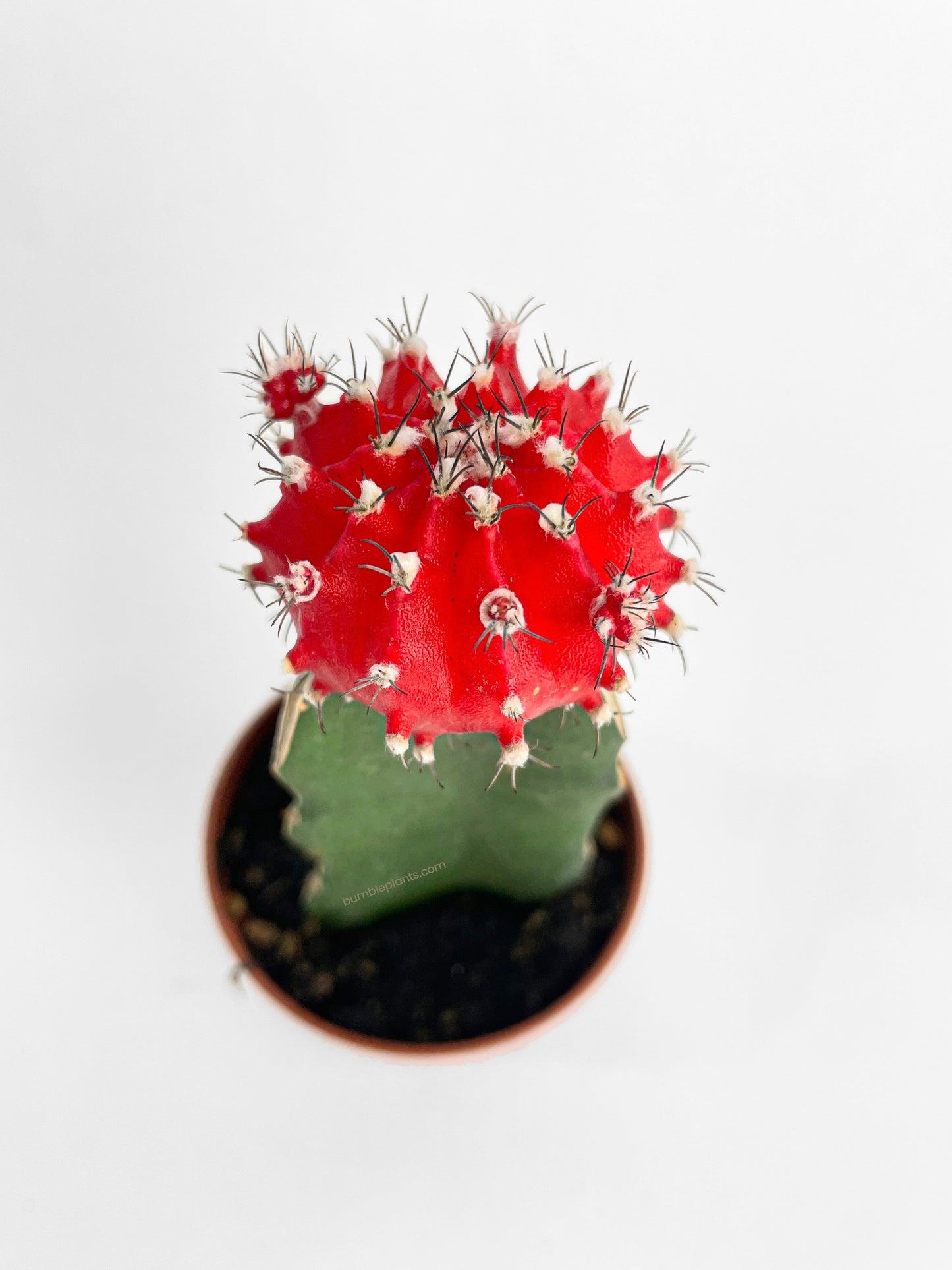 Moon Cactus Grafted 'Gymnocalicium Mihanovichii' by Bumble Plants