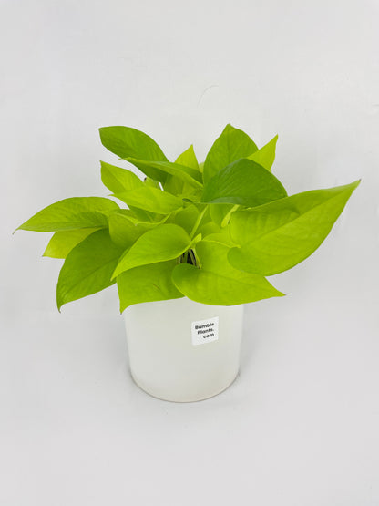 Neon Lemon Lime Pothos by Bumble Plants