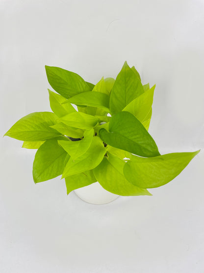 Neon Lemon Lime Pothos by Bumble Plants