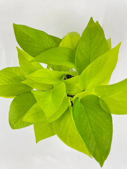 Neon Lemon Lime Pothos by Bumble Plants