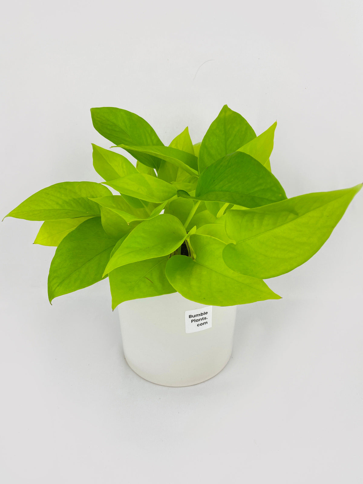 Neon Lemon Lime Pothos by Bumble Plants