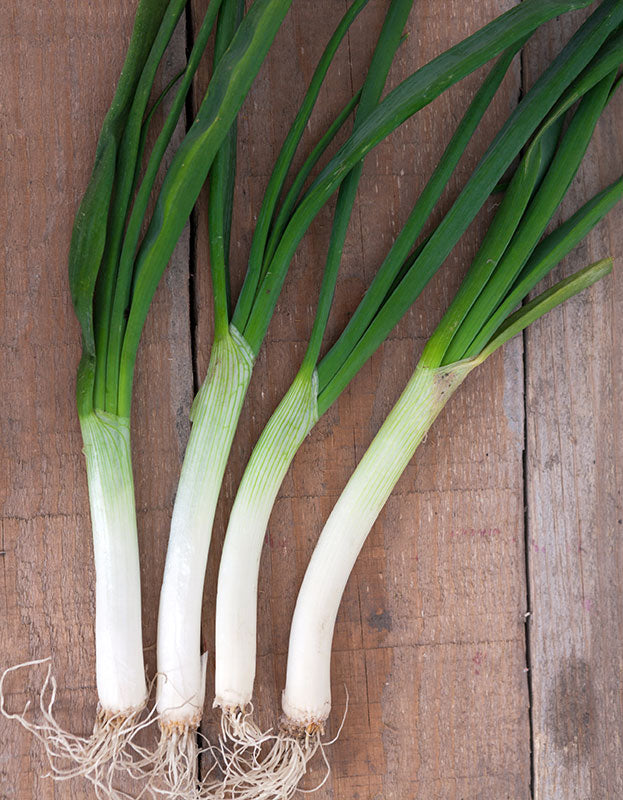 Organic Tokyo White Onion (Scallions) Seeds