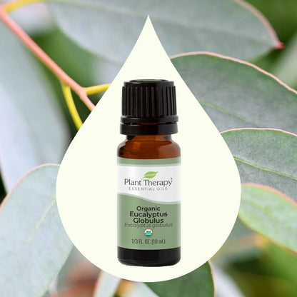 Organic Eucalyptus Globulus Essential Oil