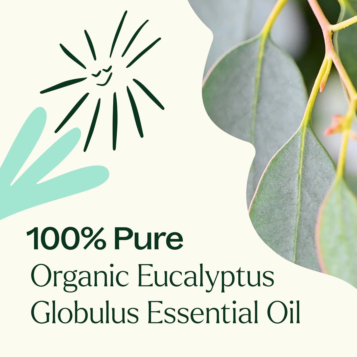 Organic Eucalyptus Globulus Essential Oil