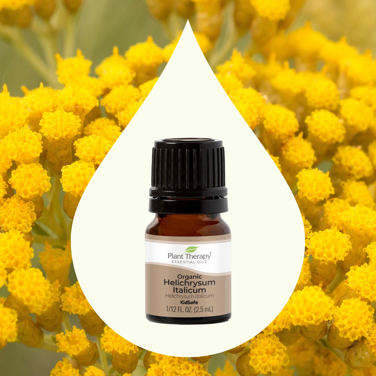 Organic Helichrysum Italicum Essential Oil