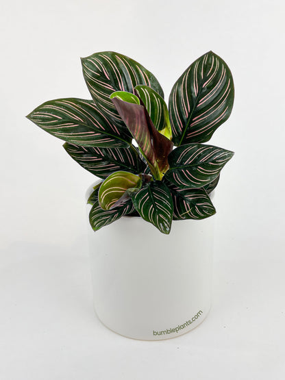 Calathea Ornata (Pinstripe Calathea) by Bumble Plants