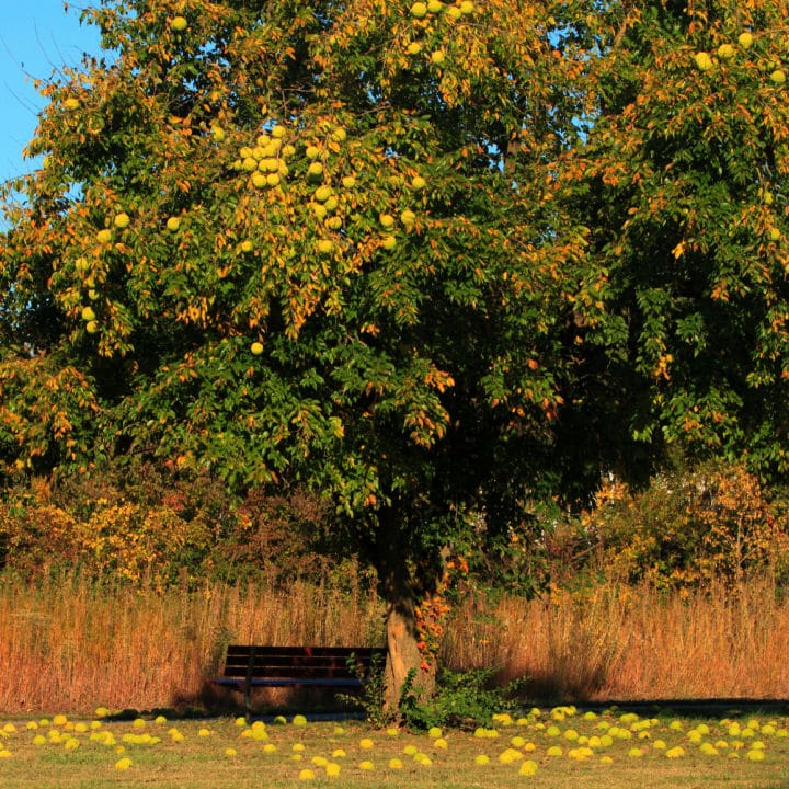 Osage Orange | Fruit Tree by Growing Home Farms