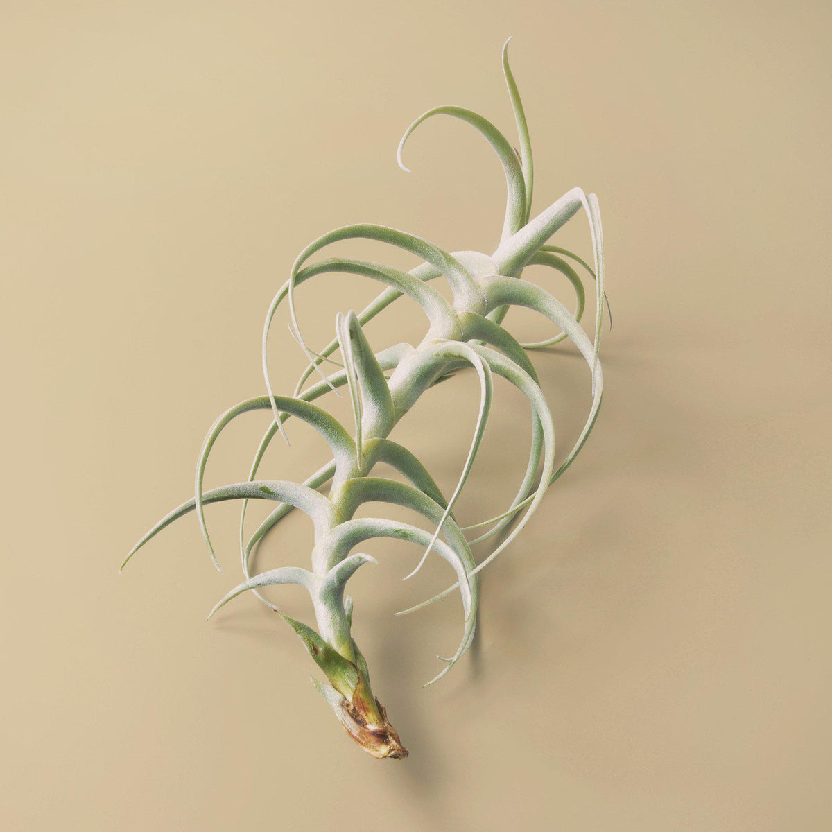 Tillandsia Air Plant Paleacea x Tectorum