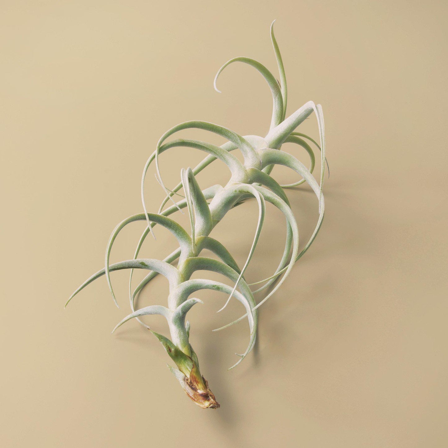 Tillandsia Air Plant Paleacea x Tectorum