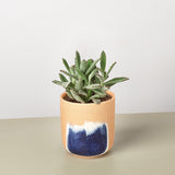 Succulent Kalanchoe 'Panda Plant'