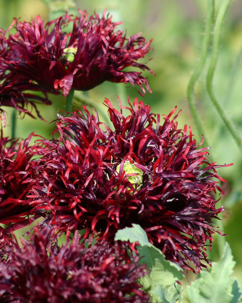 Black Swan Breadseed Poppy Seeds