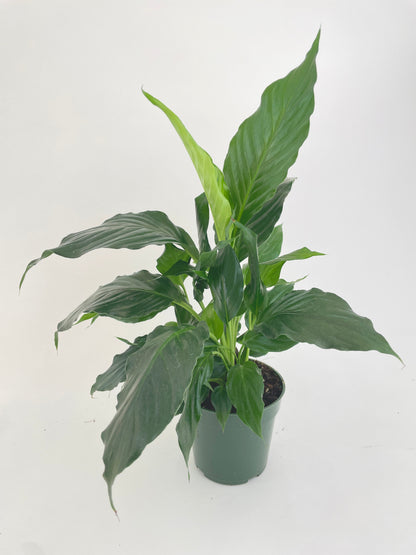 Peace Lily 'Spathiphyllum Wallisii' by Bumble Plants