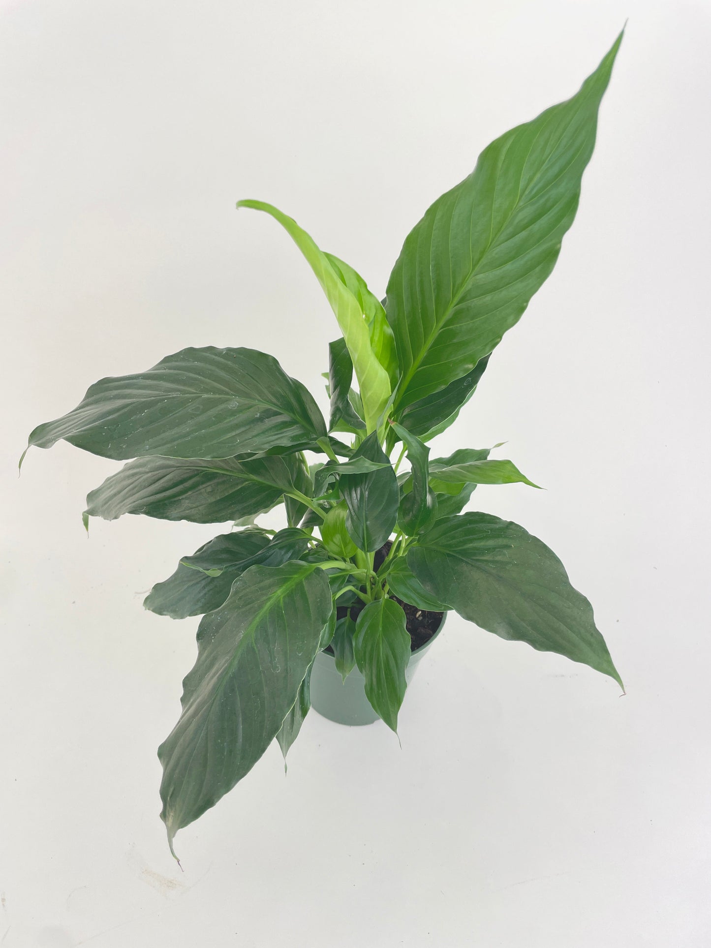 Peace Lily 'Spathiphyllum Wallisii' by Bumble Plants