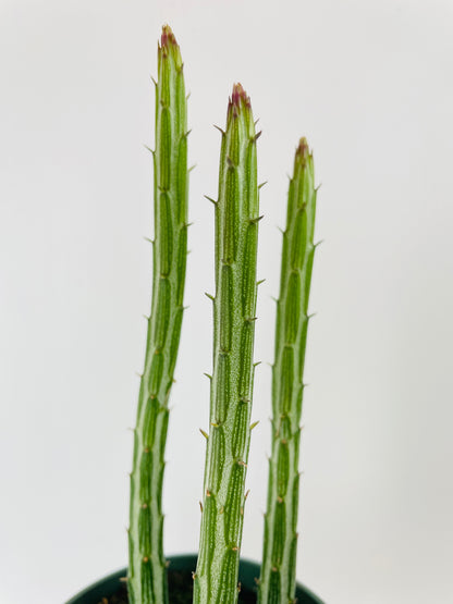 Senecio Stapeliiformis "Candy Cane" Succulent by Bumble Plants