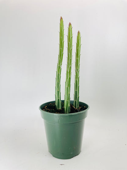 Senecio Stapeliiformis "Candy Cane" Succulent by Bumble Plants