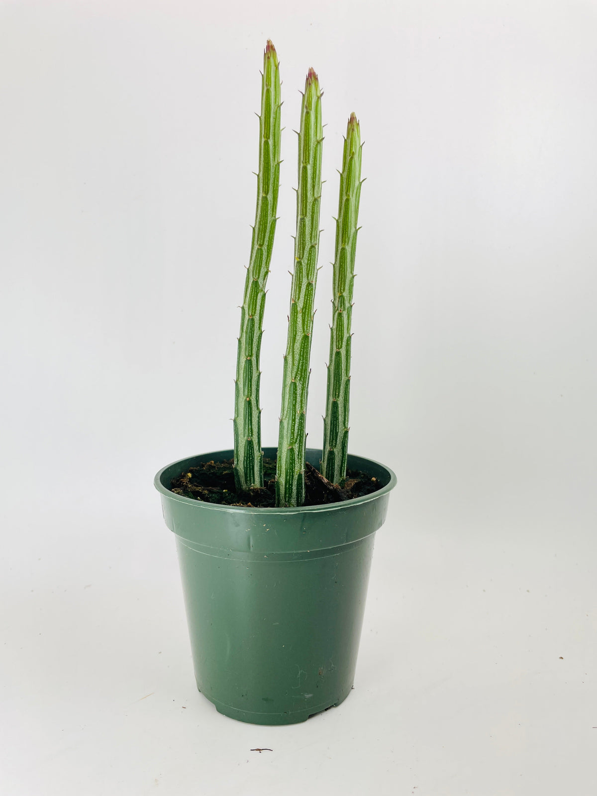 Senecio Stapeliiformis "Candy Cane" Succulent by Bumble Plants