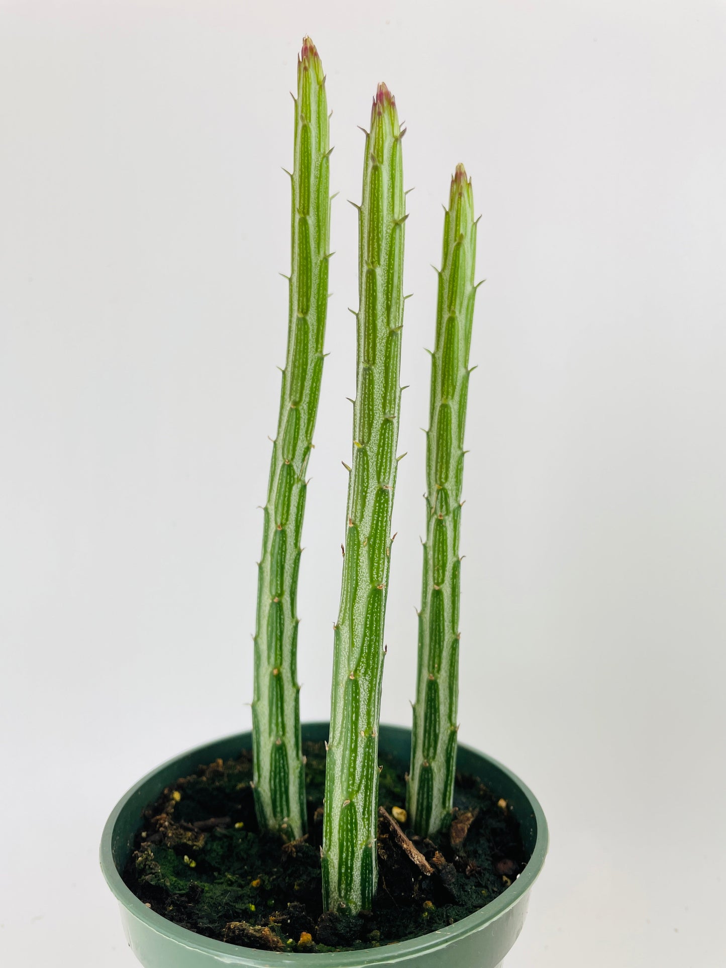 Senecio Stapeliiformis "Candy Cane" Succulent by Bumble Plants