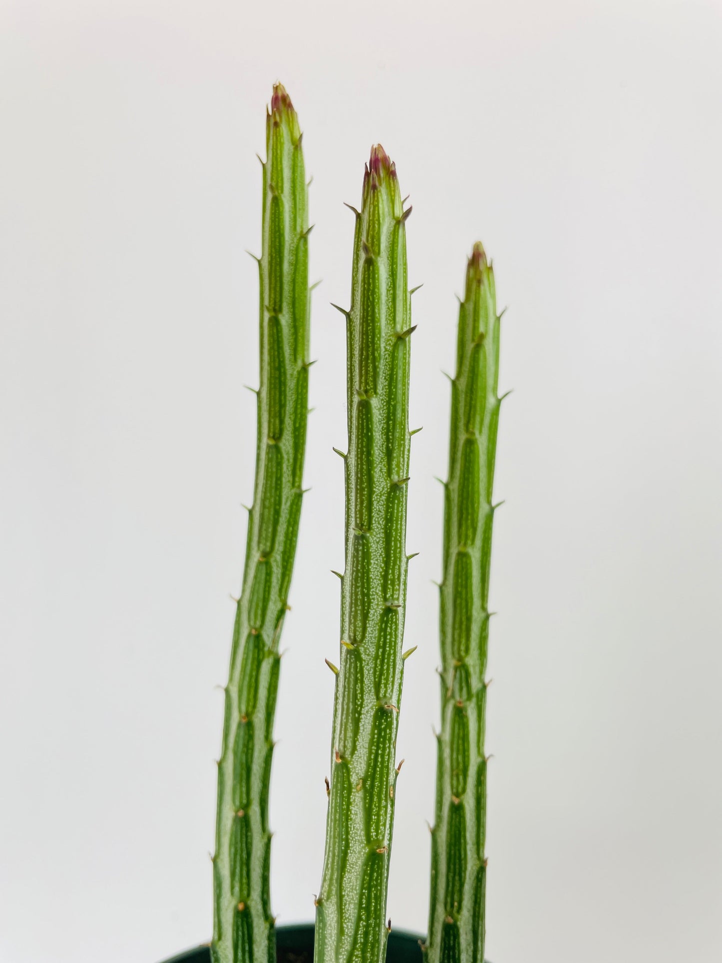 Senecio Stapeliiformis "Candy Cane" Succulent by Bumble Plants