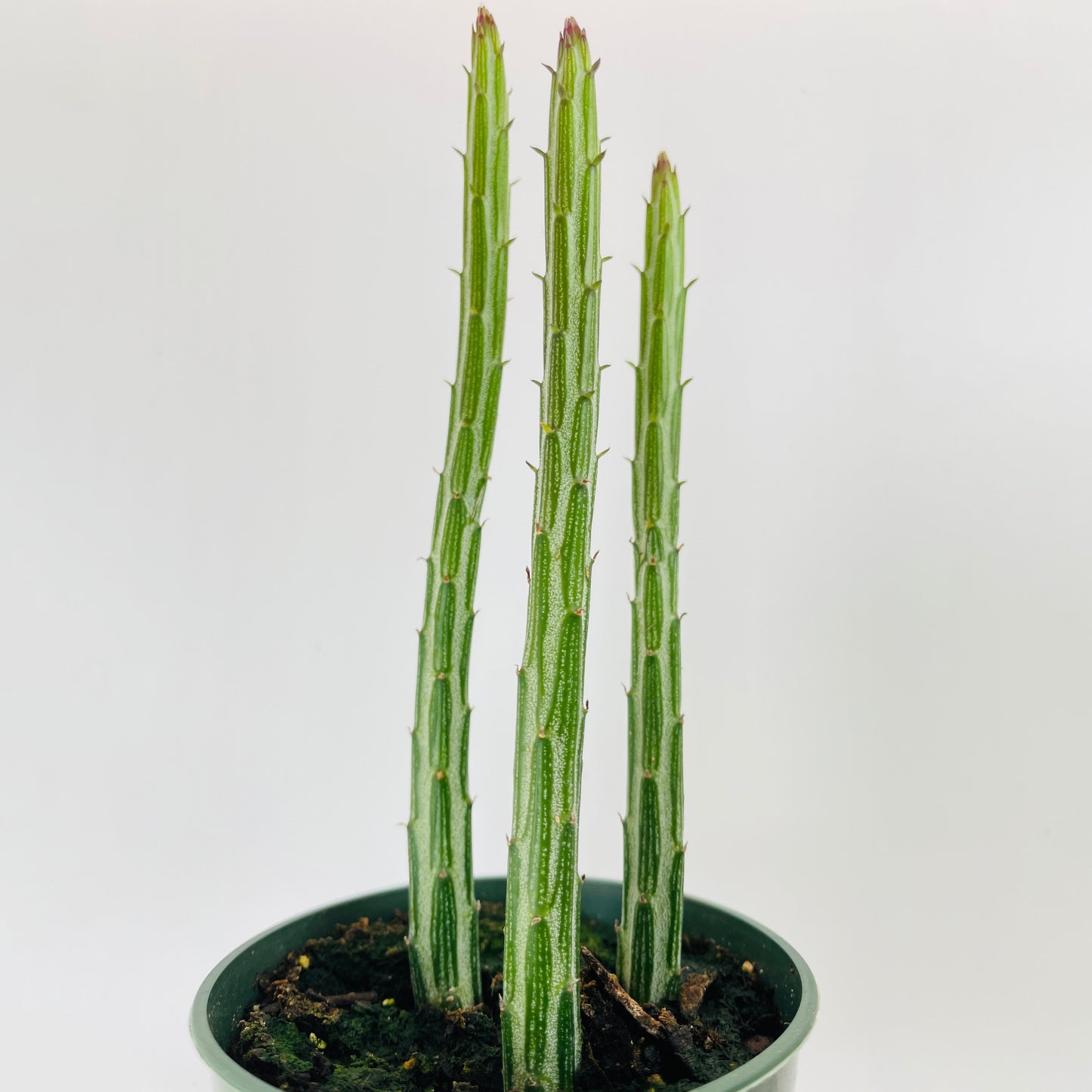 Senecio Stapeliiformis "Candy Cane" Succulent by Bumble Plants