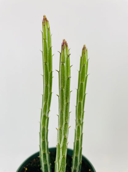 Senecio Stapeliiformis "Candy Cane" Succulent by Bumble Plants