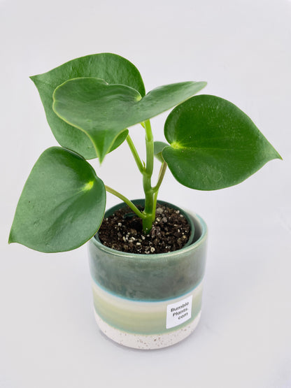 Peperomia Polybotrya Raindrop by Bumble Plants