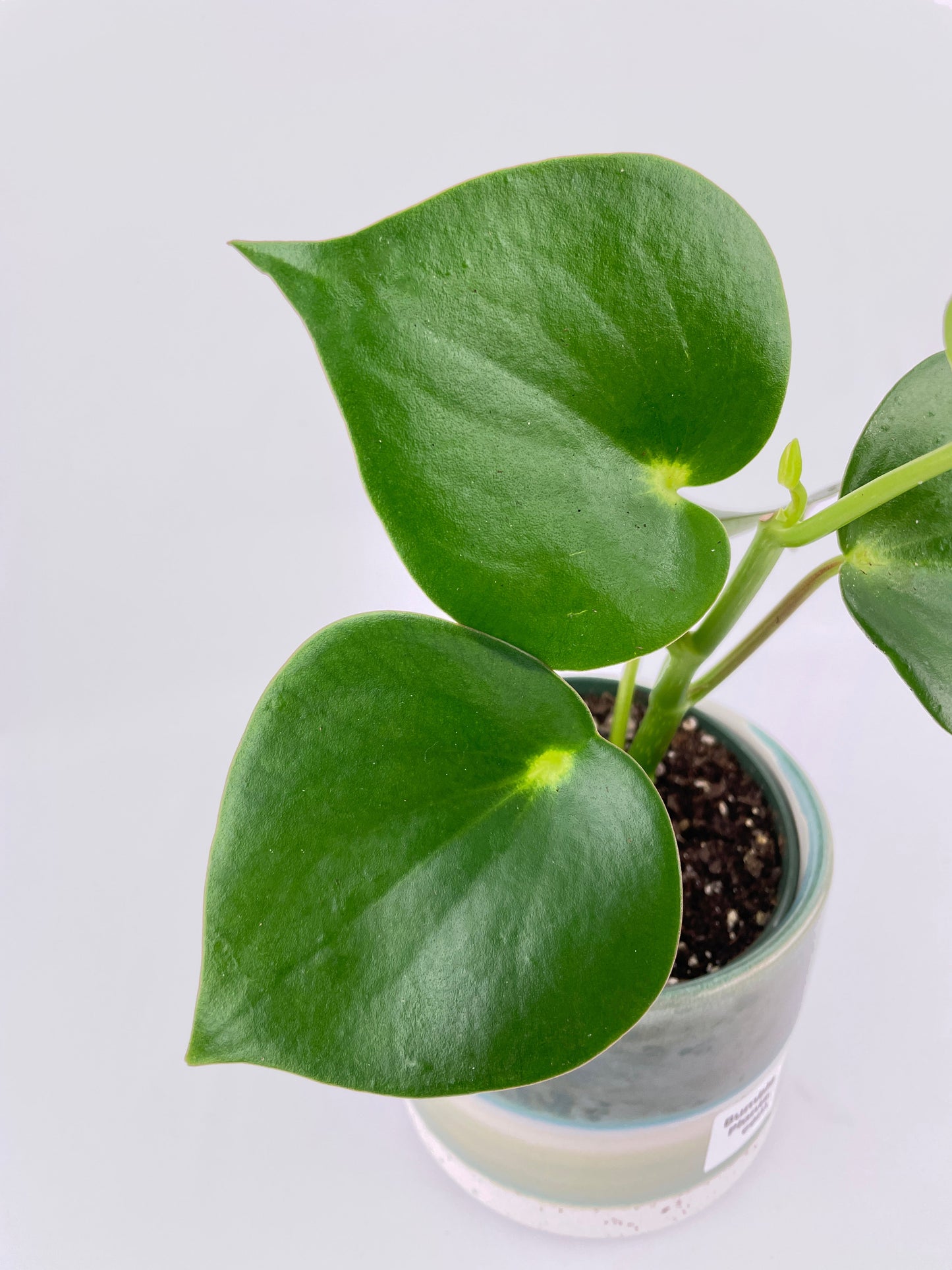 Peperomia Polybotrya Raindrop by Bumble Plants