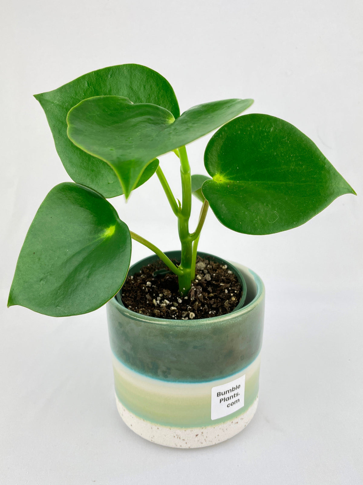 Peperomia Polybotrya Raindrop by Bumble Plants