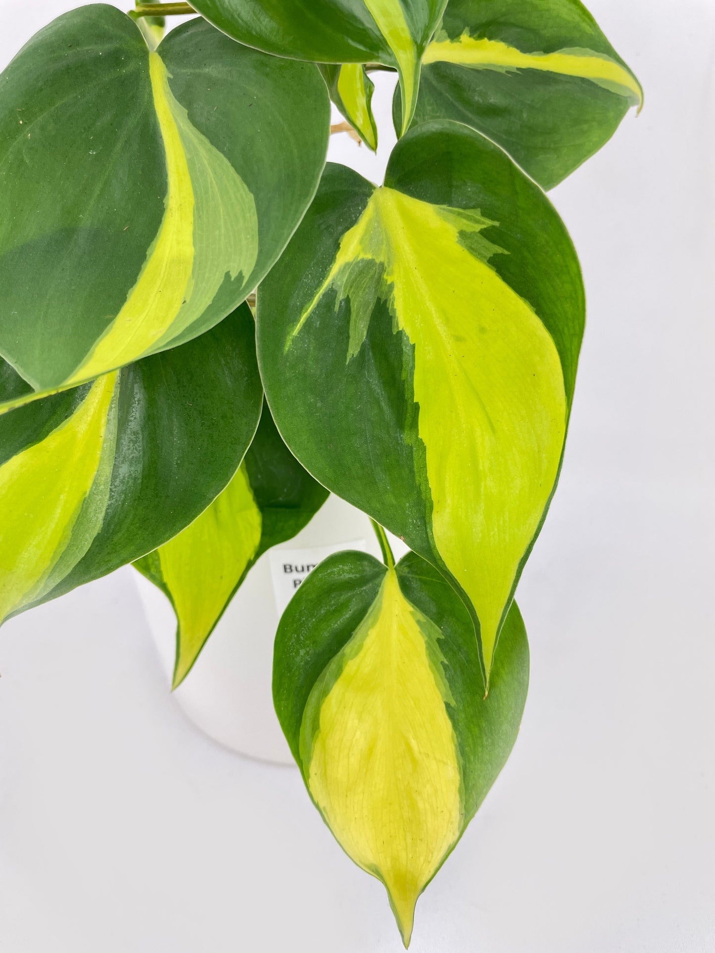 Philodendron Hederaceum Brasil by Bumble Plants