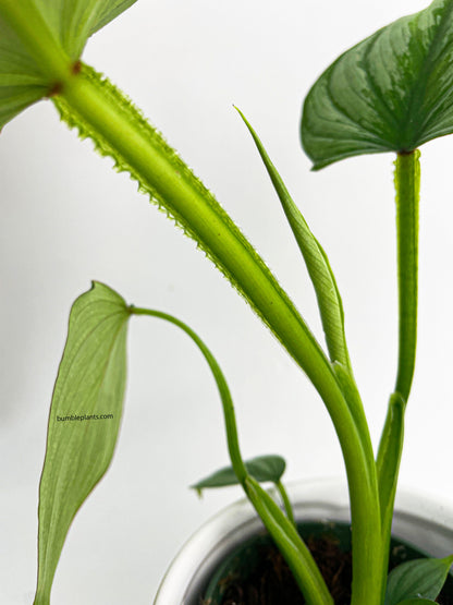 Philodendron Mamei 'Silver Cloud' by Bumble Plants