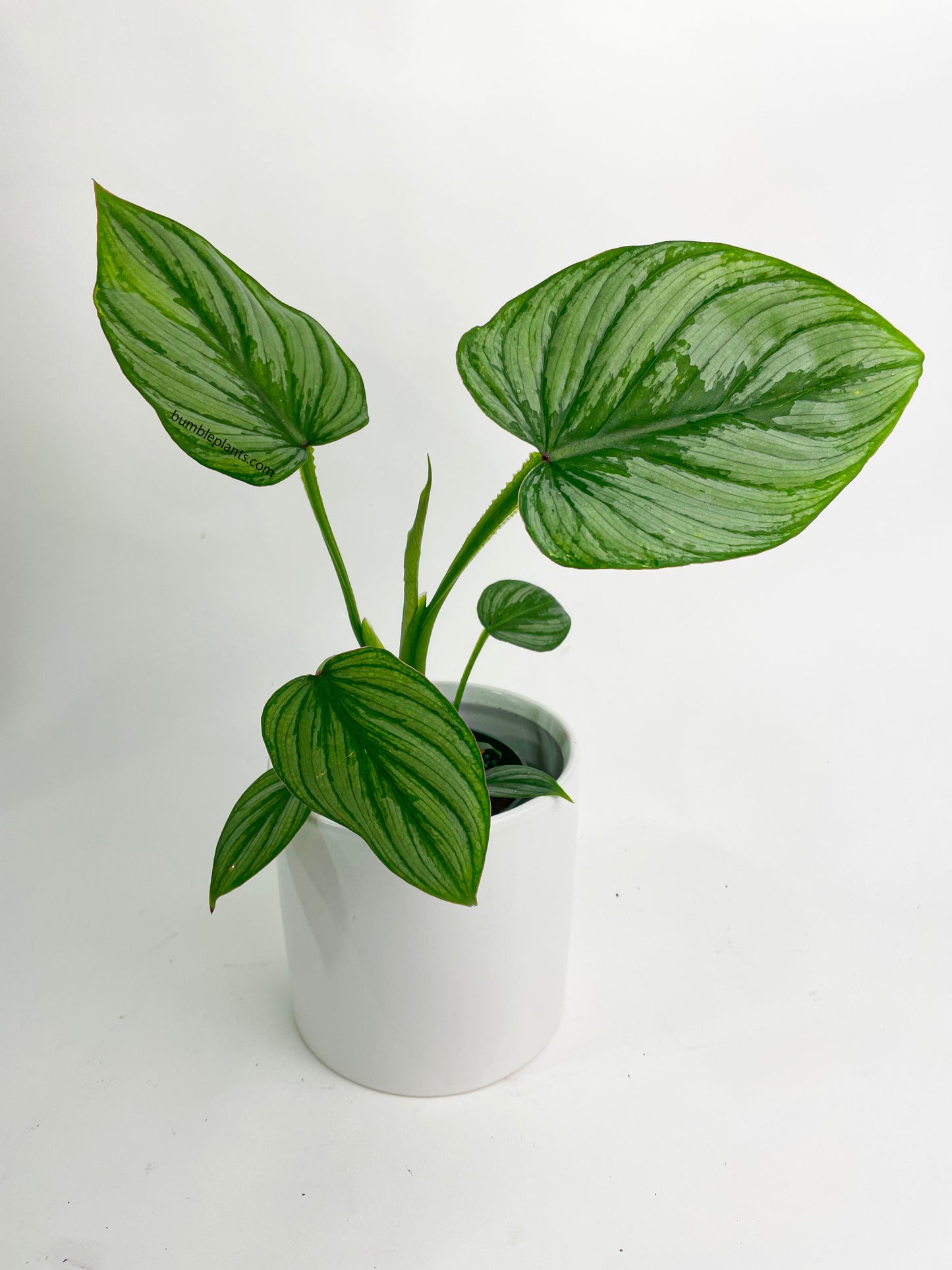 Philodendron Mamei 'Silver Cloud' by Bumble Plants