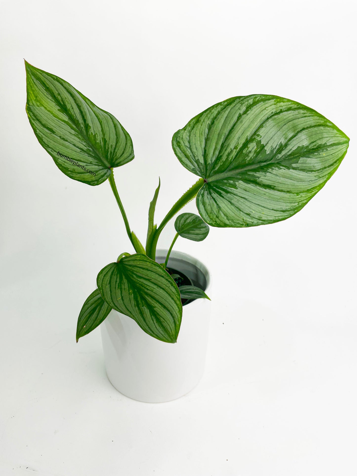 Philodendron Mamei 'Silver Cloud' by Bumble Plants