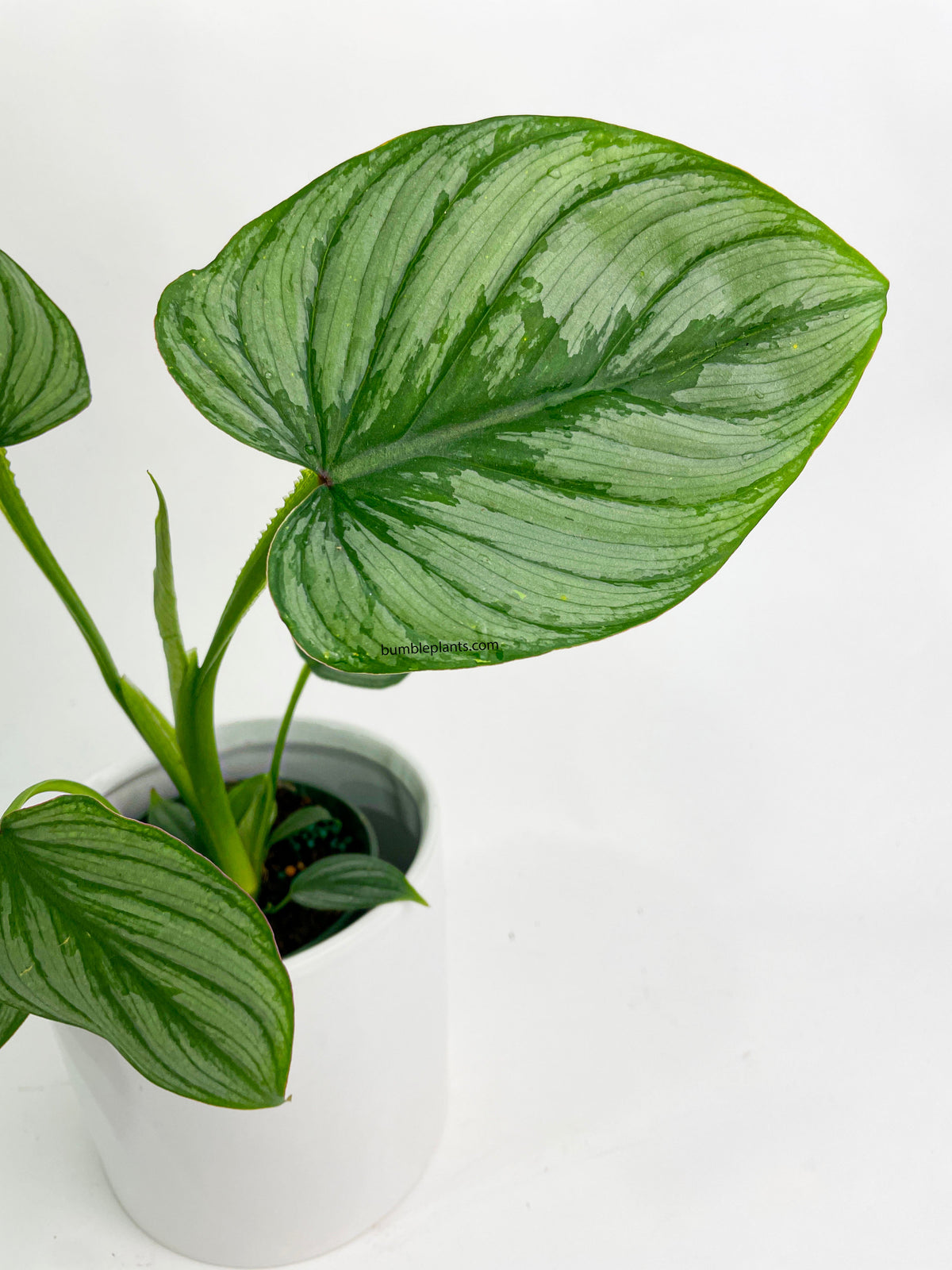 Philodendron Mamei 'Silver Cloud' by Bumble Plants