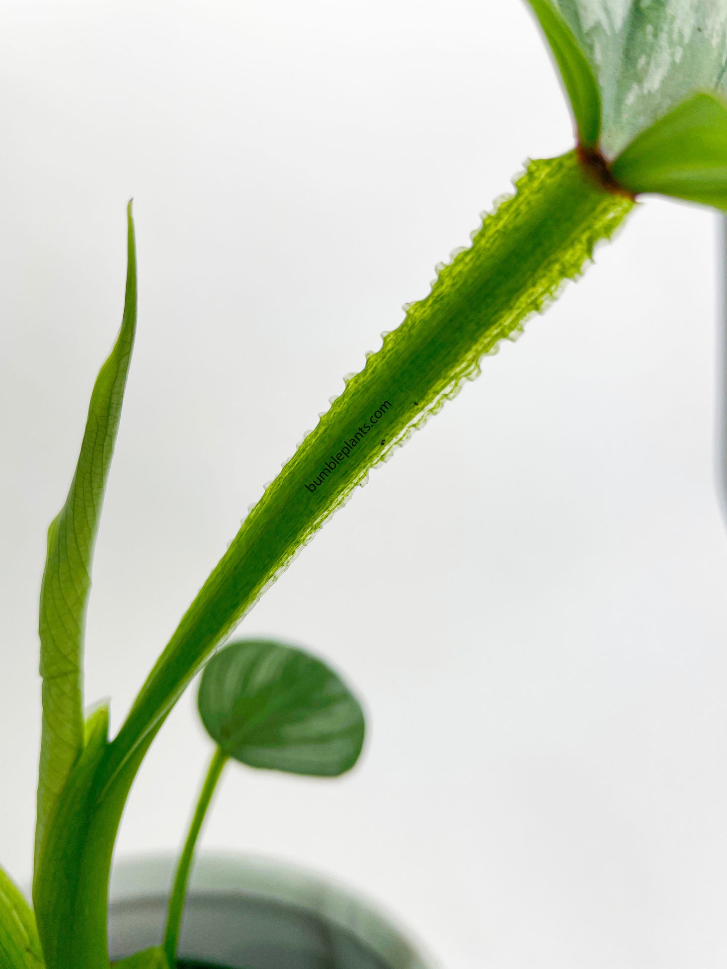 Philodendron Mamei 'Silver Cloud' by Bumble Plants