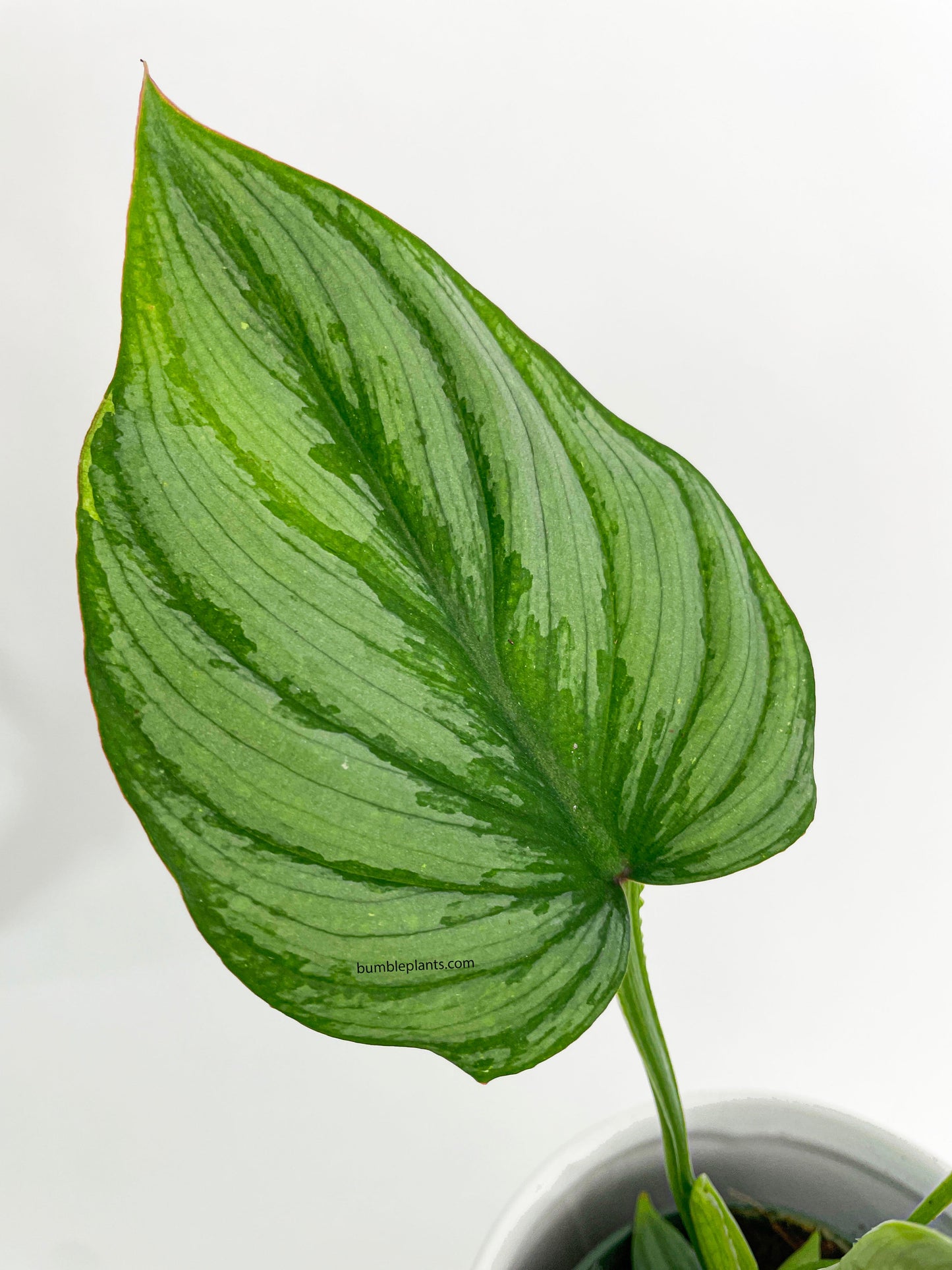 Philodendron Mamei 'Silver Cloud' by Bumble Plants