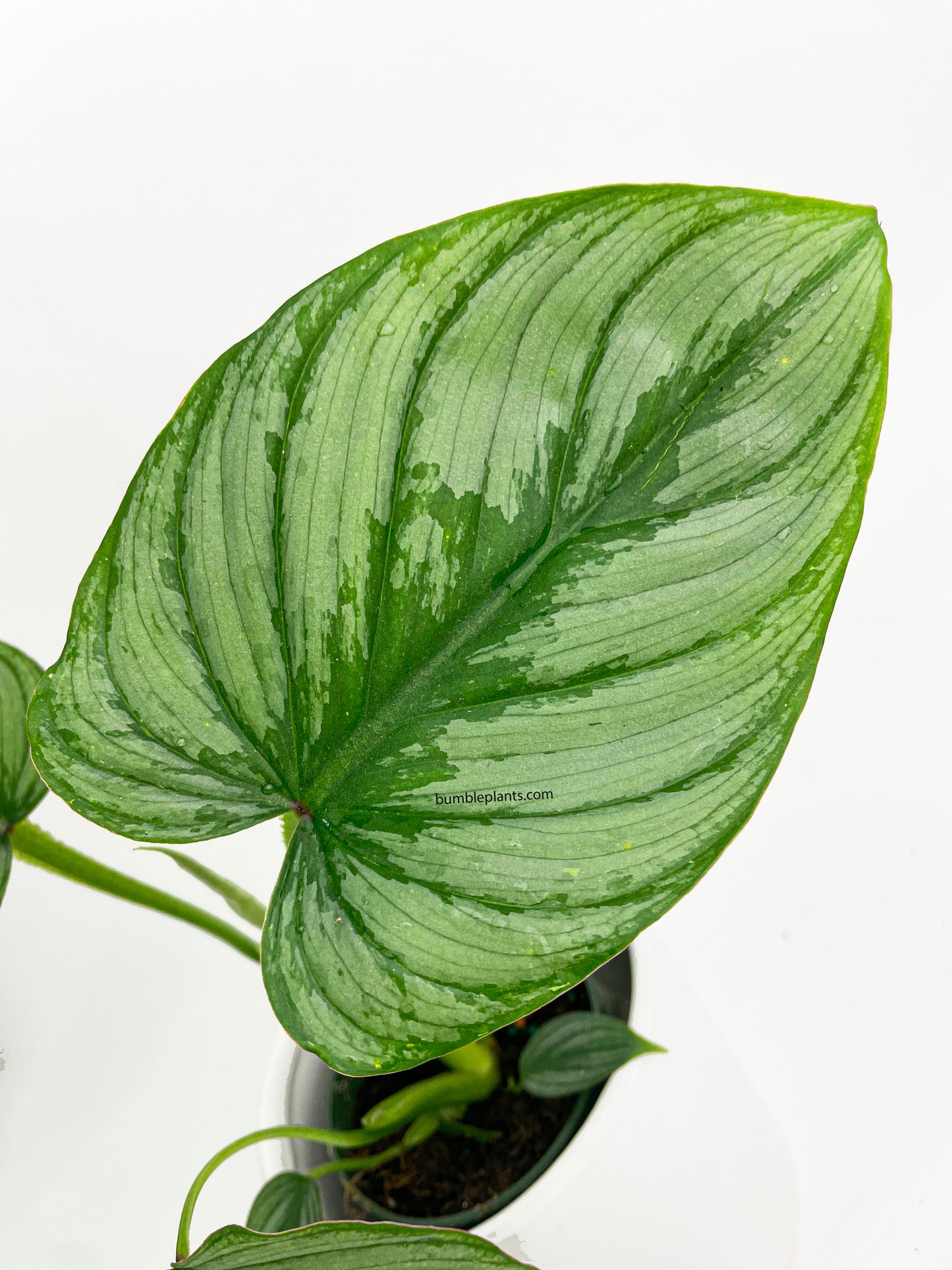 Philodendron Mamei 'Silver Cloud' by Bumble Plants